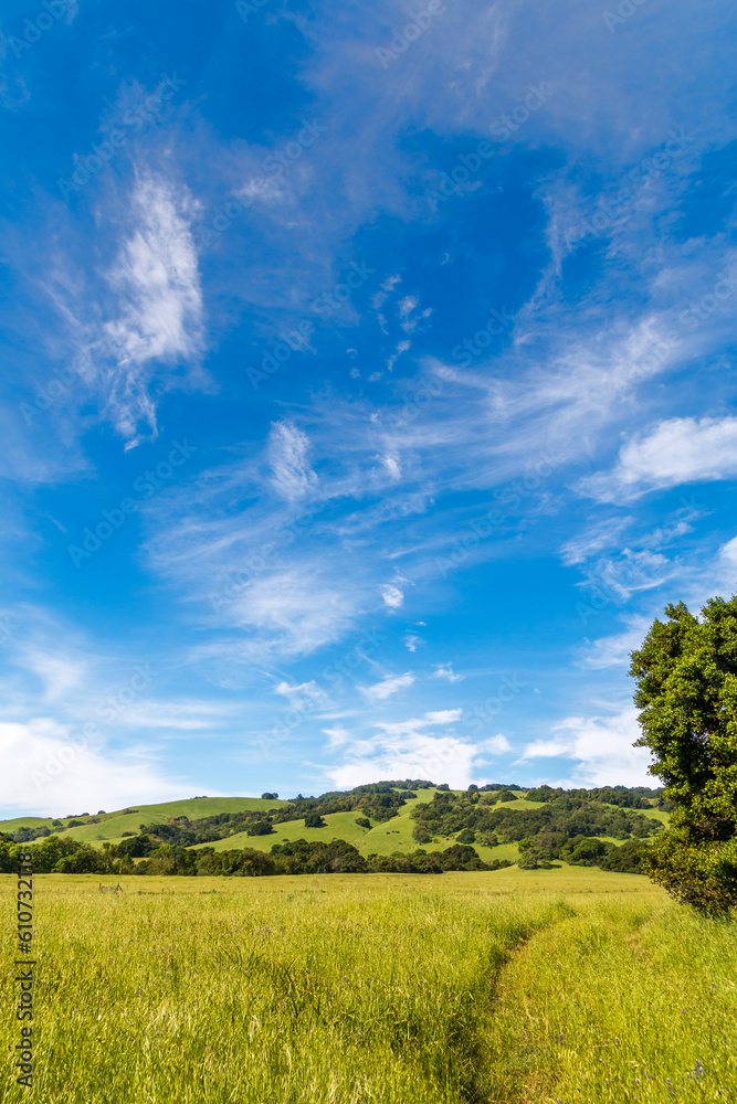 A vertical picture of a path leading through high yellow green grasses toward a hillside of oak trees. A large oak tree is on the right. Blue sky and wispy white clouds are in the background.