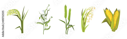 Grass Legume and Cereal Crops as Agricultural Plant Vector Set