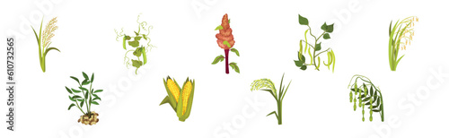 Grass Legume and Cereal Crops as Agricultural Plant Vector Set