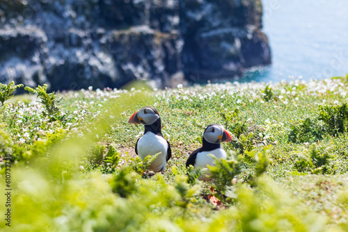 Puffins Spotted on Skomer Island