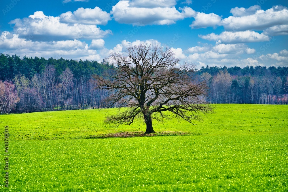 Fototapeta premium Baum