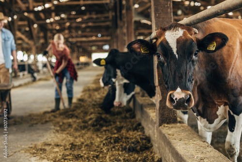 Closeup view of a cute cow in a stable. photo