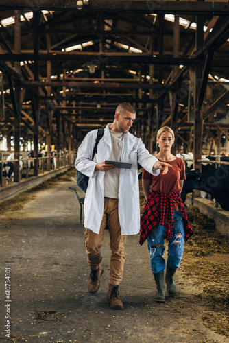 Veterinarian is inspecting cattle in a stable with a female farmer.