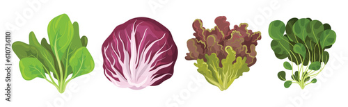 Fresh Green Salad Leaves for Cooking Vector Set