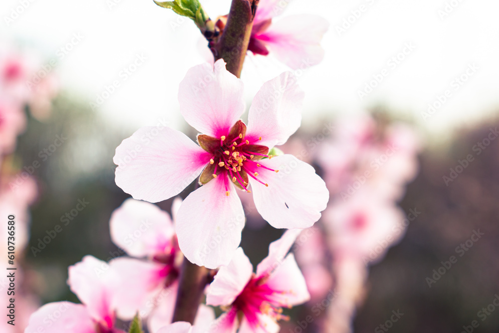 Obraz premium Close up of pink peach tree blossoms