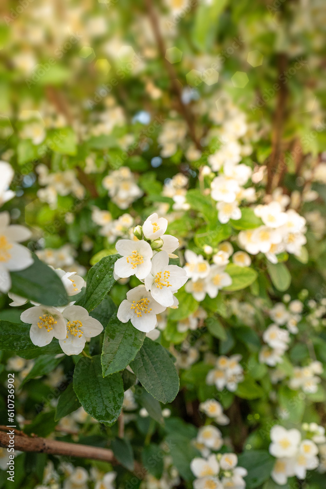 blooming jasmine in the garden in spring blooming jasmine in the garden in spring