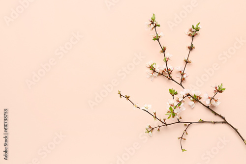 Fototapeta Naklejka Na Ścianę i Meble -  Blooming tree branch with white flowers on beige background
