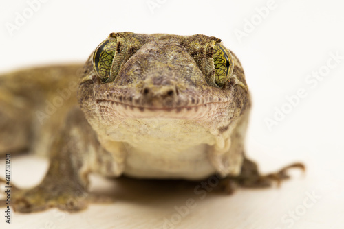 The Halmahera Giant Gecko (Gehyra marginata)  Ternate dtella isolated on white background photo