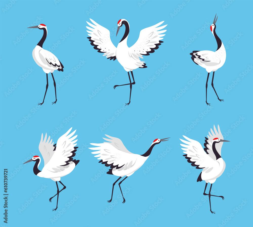 Fototapeta premium Red Crowned Crane as Long-legged and Long-necked Bird in Different Pose Vector Set