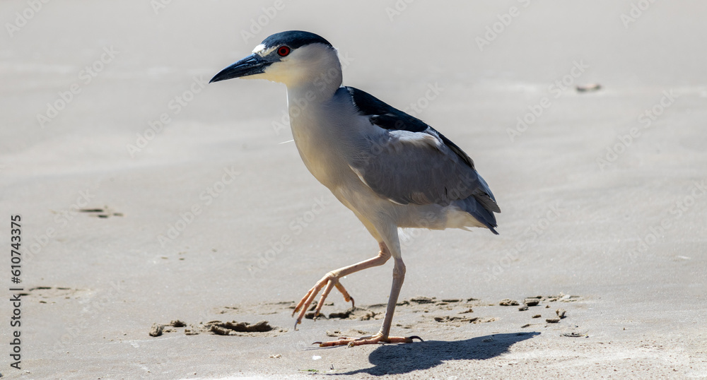 Photograph of a Black-crowned night heron on the shore. Photograph of a Black-crowned night heron on the shore.