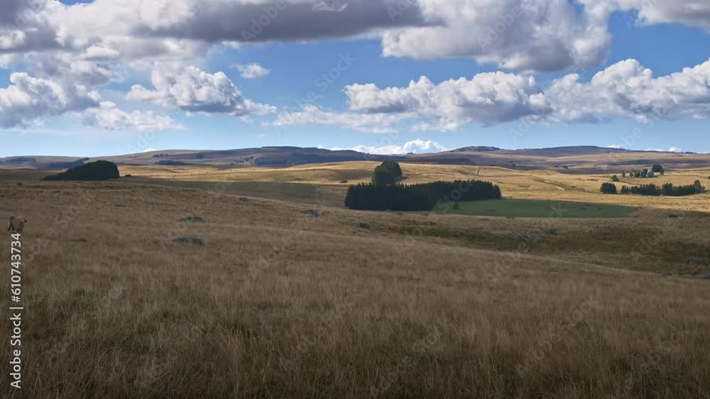 Timelapse Aubrac - Pâturage champêtre - Vache d'élevage dans les prés et prairie Timelapse Aubrac - Pâturage champêtre - Vache d'élevage dans les prés et prairie
