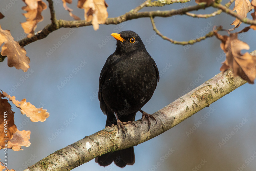 Fototapeta premium Amsel 4