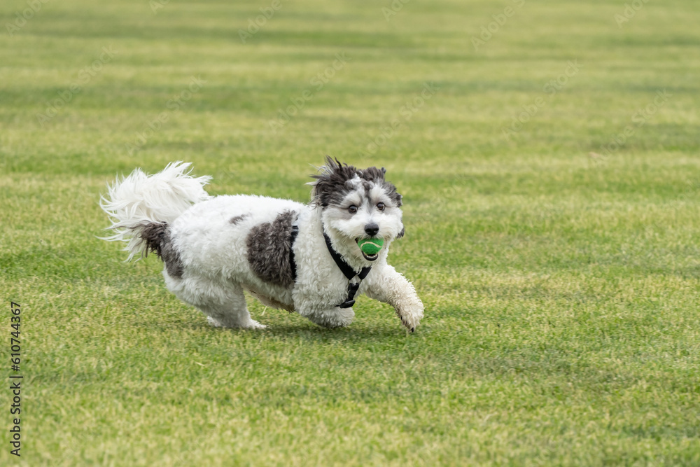 Fototapeta premium Black and White Puppy Playing Fetch with Green Ball