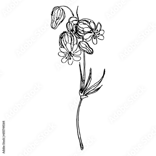 Single branch of white campion flower. Silene latifolia. Hand drawn ink sketch. Black silhouette on white background. Isolated vector illustration.  photo