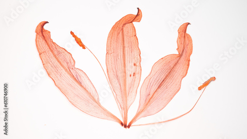 Pressed and dried delicate Lilies Lilium Lily flower and leaves isolated from background. For use in scrapbooking, floristry or herbarium..