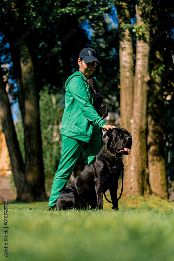 an obedient dog of a large breed of cane corso on a walk in a training park practices commands with a trainer