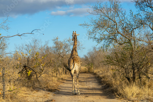 giraffe in the africa savannah