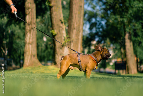 small cute french bulldog dog on a leash on a walk in the park playing and walking dog portrait