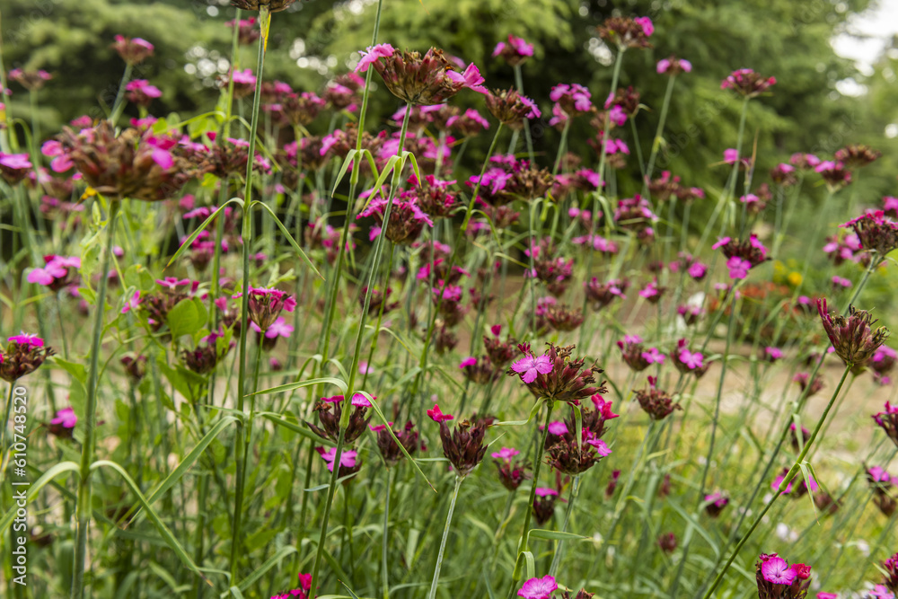 Images of purple flowers, Small flowers