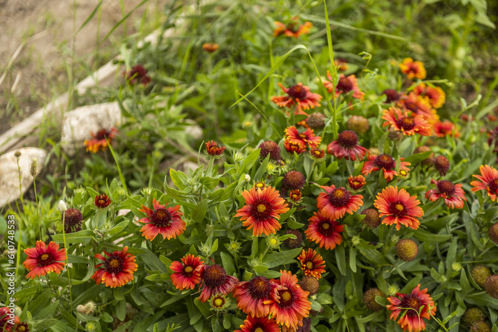 Gazanias are from the daisy family Gazanias are from the daisy family
