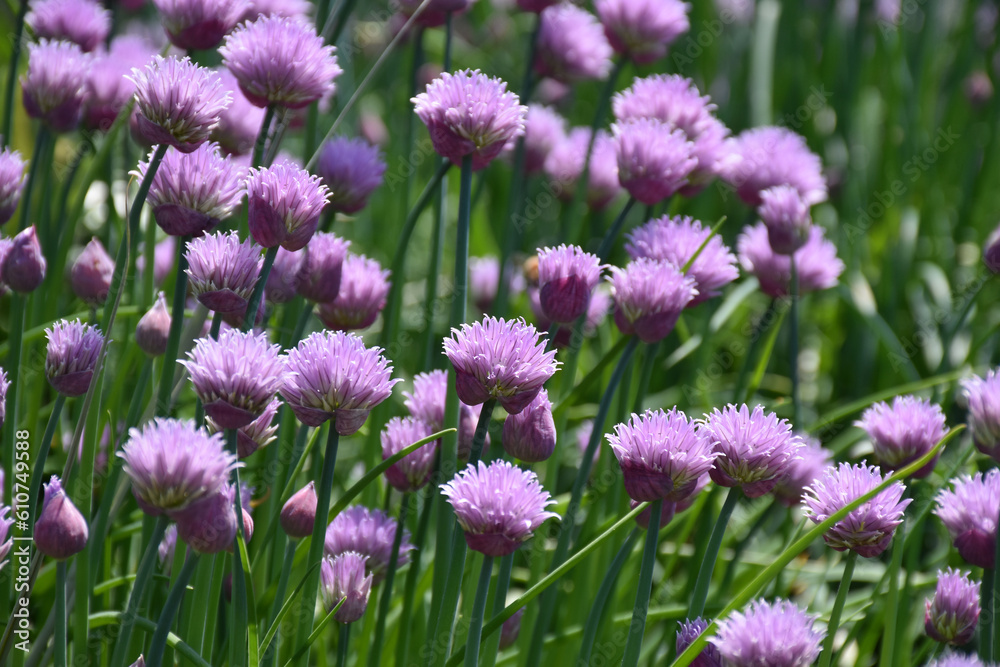 Purple chives aka Allium schoenoprasum are a popular herb to grow in the garden. Purple chives aka Allium schoenoprasum are a popular herb to grow in the garden.