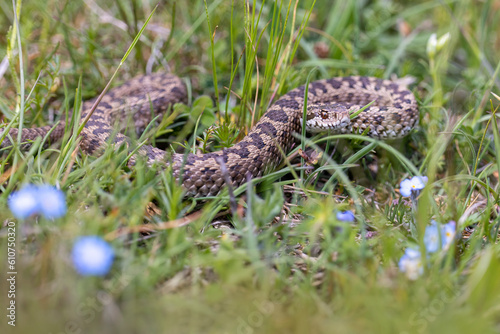 Vipera ursinii with the common name Meadow viper, Italy, Campo Imperatore. photo