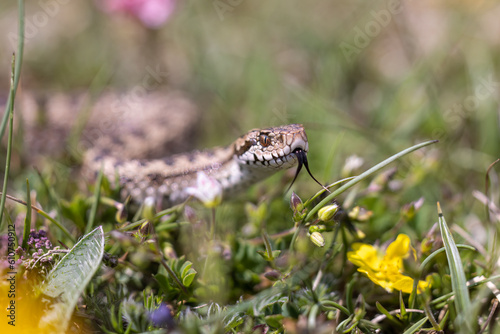 Vipera ursinii with the common name Meadow viper, Italy, Campo Imperatore. photo