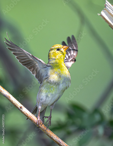 American Goldfinch (Spinus tristis) on the Jump