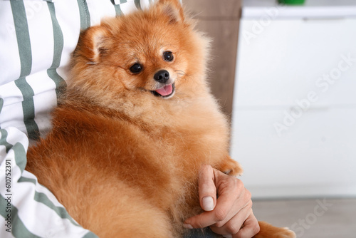 Fluffy pomeranian dog with ...
