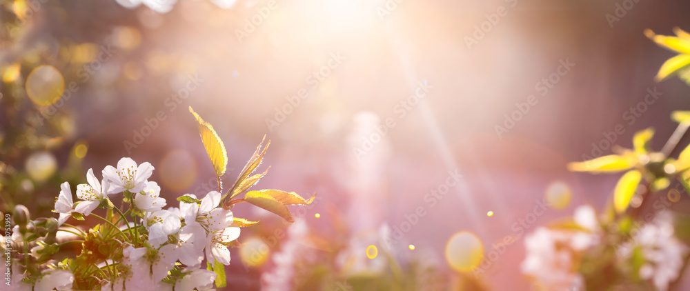 Blurred natural background. Delicate colors, copy space. Sunny day. Blurred natural background. Delicate colors, copy space. Sunny day.