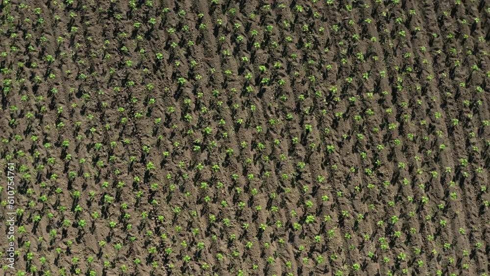 Top down aerial farmland agricultural field plantation in spring, zoom out spin rotation drone shot. Agriculture industry, growing vegetables rows. Plants in lines texture, farm landscape from above