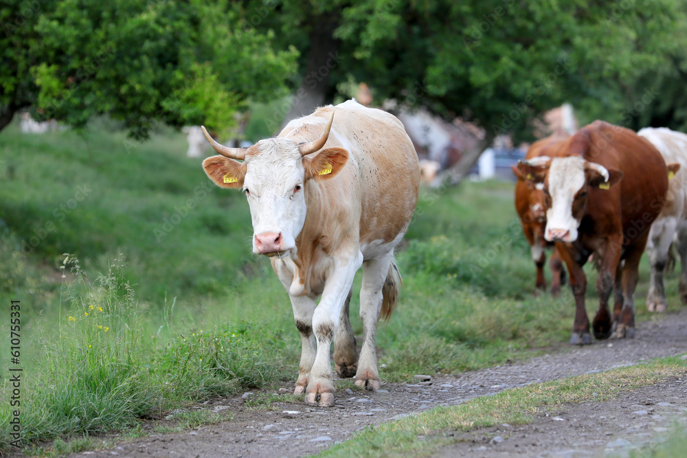 A herd of cows returns home from grazing in a mountain village.