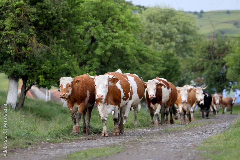 A herd of cows returns home from grazing in a mountain village.