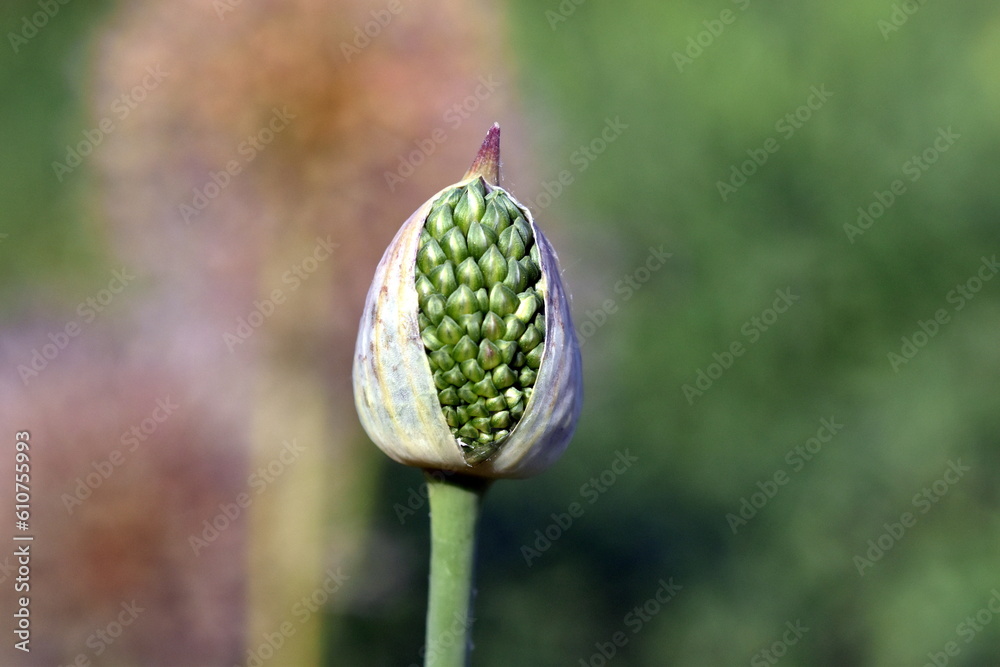 Aufgehende Knospe eines Lauchs Aufgehende Knospe eines Lauchs