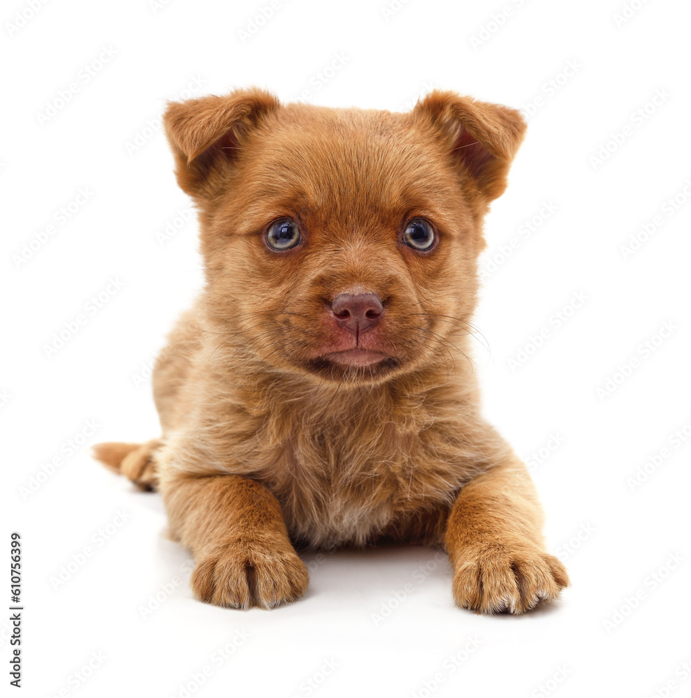 One small brown puppy. One small brown puppy.
