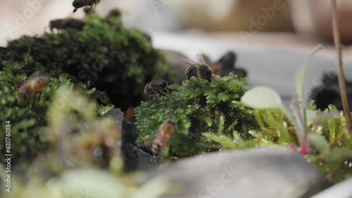 Bees in the wild