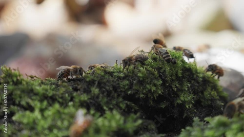 Bees drinking cold water from the green mos in sunny day	