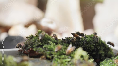 Bees drinking water from the green mos in sunny day