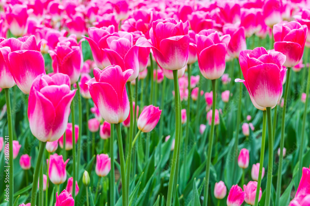 Bright blooming spring tulips in Vorontsovsky park, Moscow, Russia Bright blooming spring tulips in Vorontsovsky park, Moscow, Russia