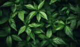  a close up of a green leafy plant with lots of leaves on the top and bottom of the leaves on the bottom of the plant.  generative ai