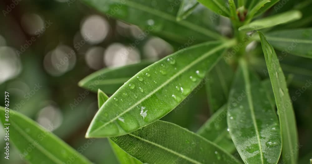Background video of raindrops on plant leaves. Beautiful state of nature after rain. High quality 4k footage Background video of raindrops on plant leaves. Beautiful state of nature after rain. High quality 4k footage