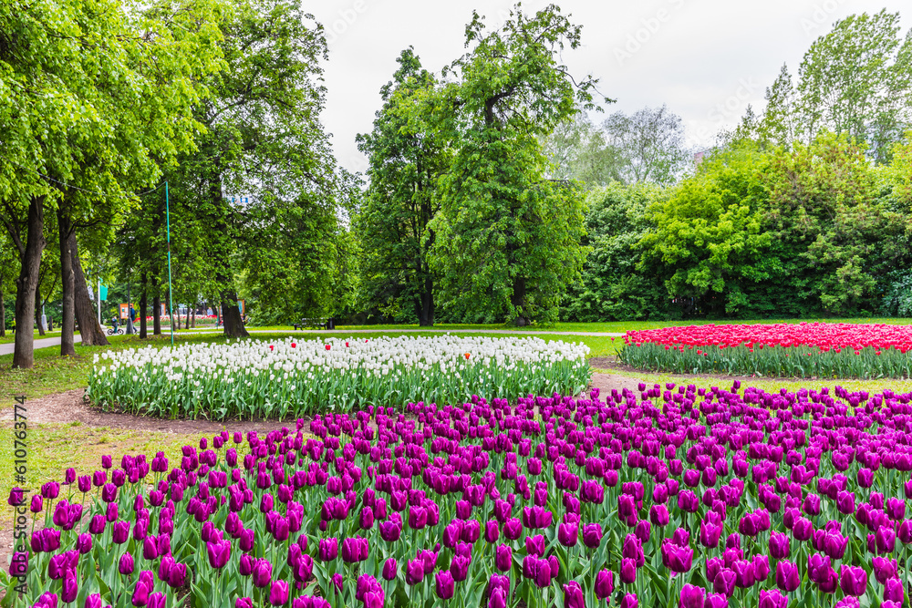 Bright blooming spring tulips in Vorontsovsky park, Moscow, Russia
