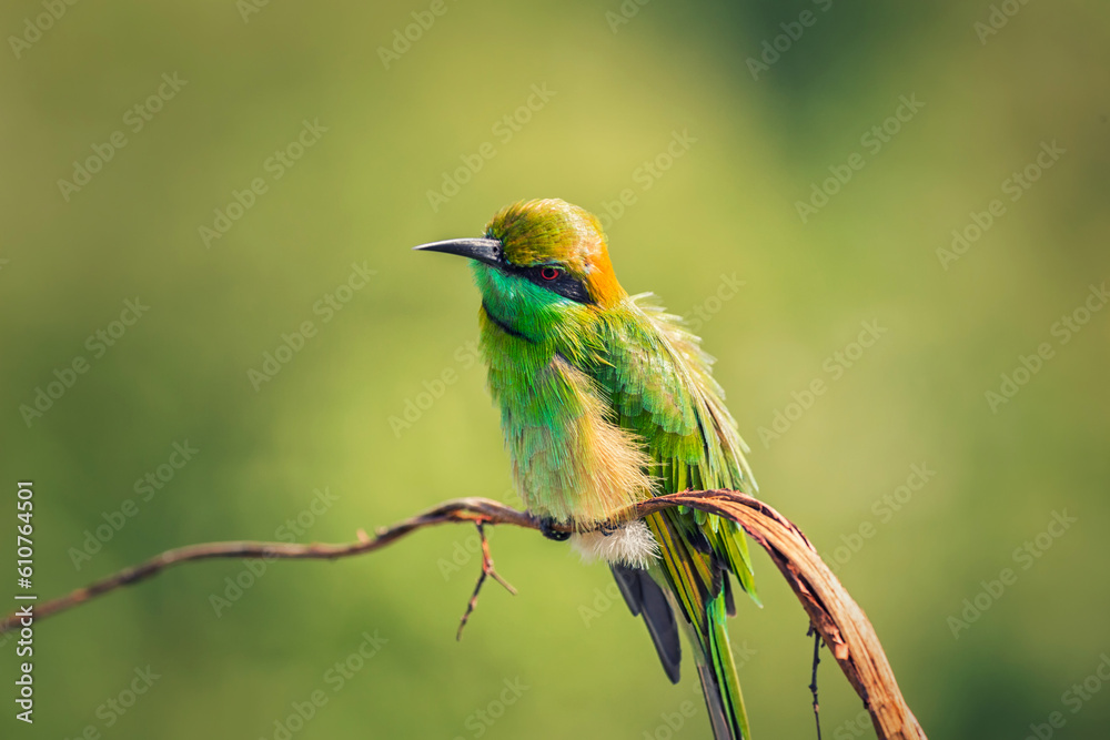 sri lanka bee-eater bird with ruffled feathers on a branch