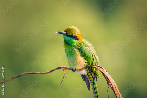 sri lanka bee-eater bird with ruffled feathers on a branch © EpicEtch