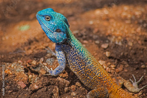 Obraz na plátně Southern Tree Agama (Acanthocercus atricollis) 14850