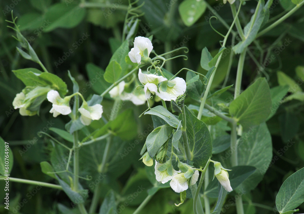 Obraz premium Vegetable peas bloom in open ground