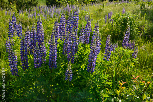 Lupinus Polyphyllus Flower in Park