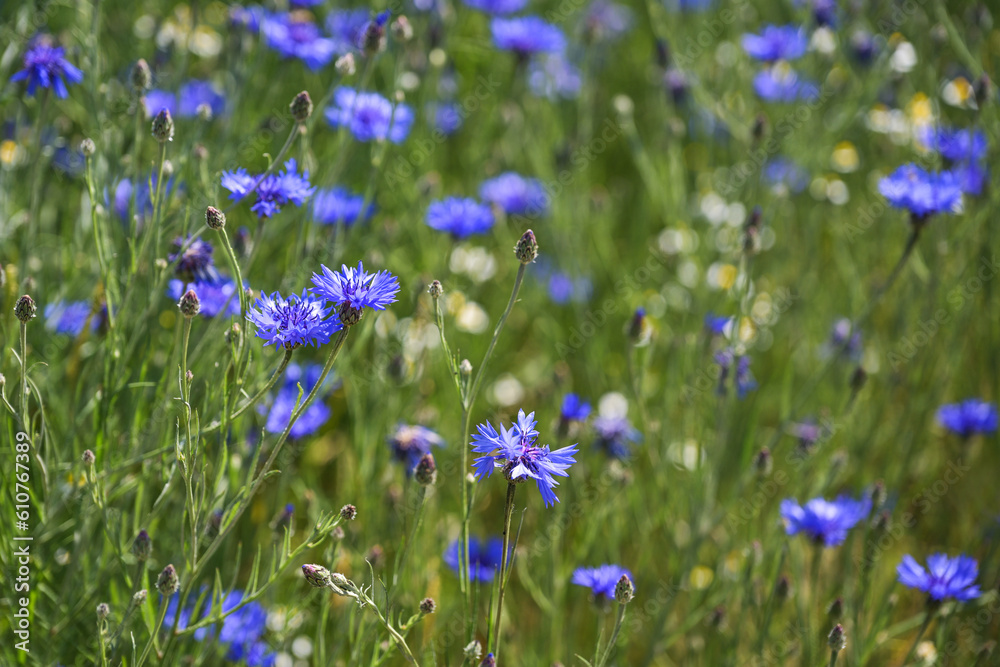 Blue cornflowers (Centaurea cyanus) in a natural meadow, the flower is popular for many insects due to the high pollen and nectar content, copy space, selected focus Blue cornflowers (Centaurea cyanus) in a natural meadow, the flower is popular for many insects due to the high pollen and nectar content, copy space, selected focus
