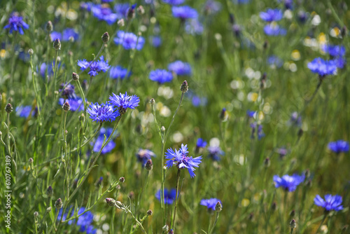 Blue cornflowers (Centaurea cyanus) in a natural meadow, the flower is popular for many insects due to the high pollen and nectar content, copy space, selected focus