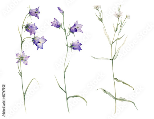 Close-up of blue spreading bellflower flowers. Campanula patula, little bell, bluebell, rapunzel. Rabelera holostea, stellaria.Watercolor hand painting illustration on isolate white background.